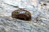 Glomeris intermedia